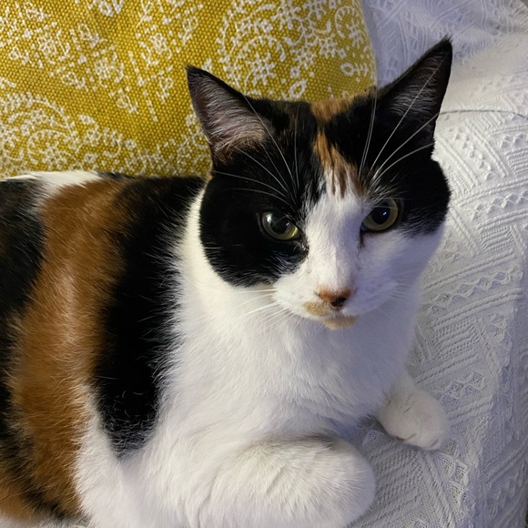 SMOKE FREE, PET FRIENDLY💞🤗😻Plz Read♥️ - Picture 4 of 10